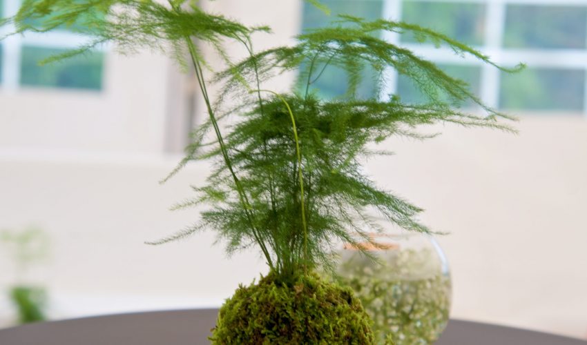 Karine Fenner Interior Designer